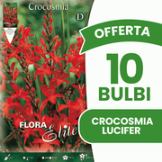 OFFERTA 10 BULBI CROCOSMIA LUCIFER