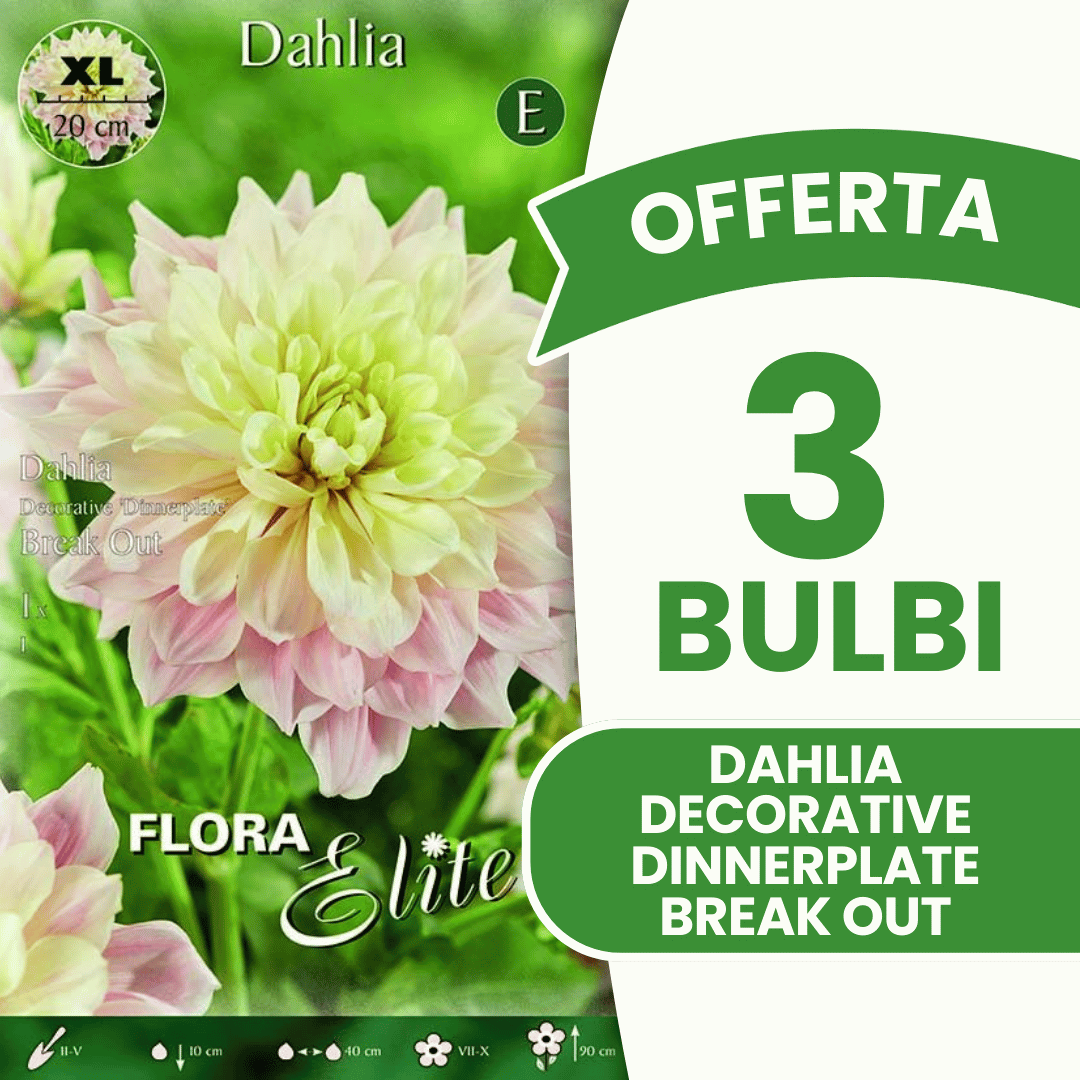 Offre spéciale : 3 bulbes de dahlias décoratifs « assiette à dîner »