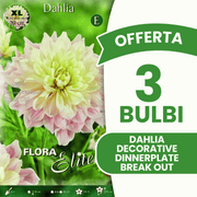 Offerta 3 Bulbi Dahlia Decorative 'Dinnerplate' Break Out