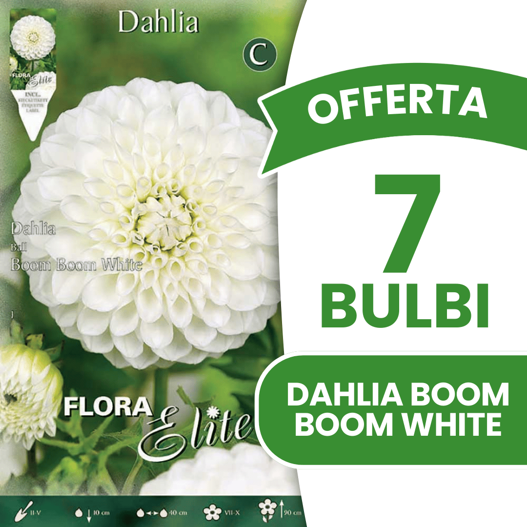 OFFRE 15 BULBES BLANCS DAHLIA BOOM BOOM