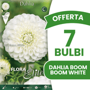 OFFERTA 7 BULBI DAHLIA BOOM BOOM WHITE