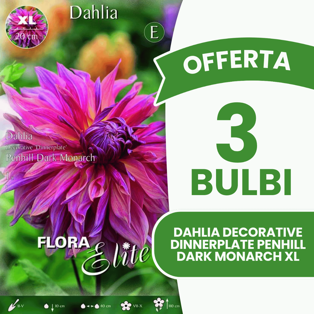 Offre spéciale : 3 bulbes de dahlia décoratif « Dinnerplate » Penhill Dark Monarch XL