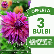 Offerta 3 Bulbi Dahlia Decorative 'Dinnerplate' Penhill Dark Monarch XL