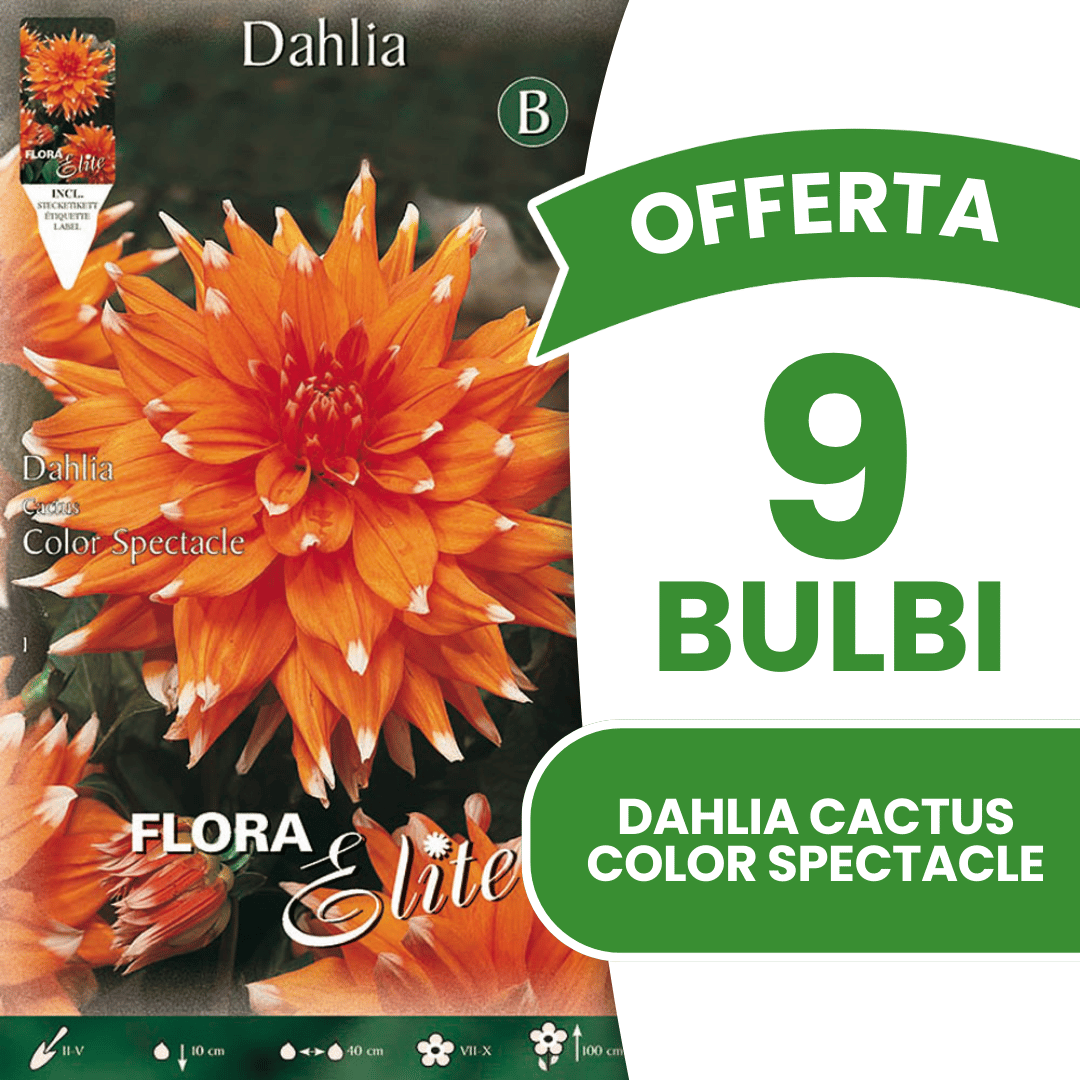 OFFRE 15 BULBES DE CACTUS DAHLIA SPECTACLE DE COULEURS