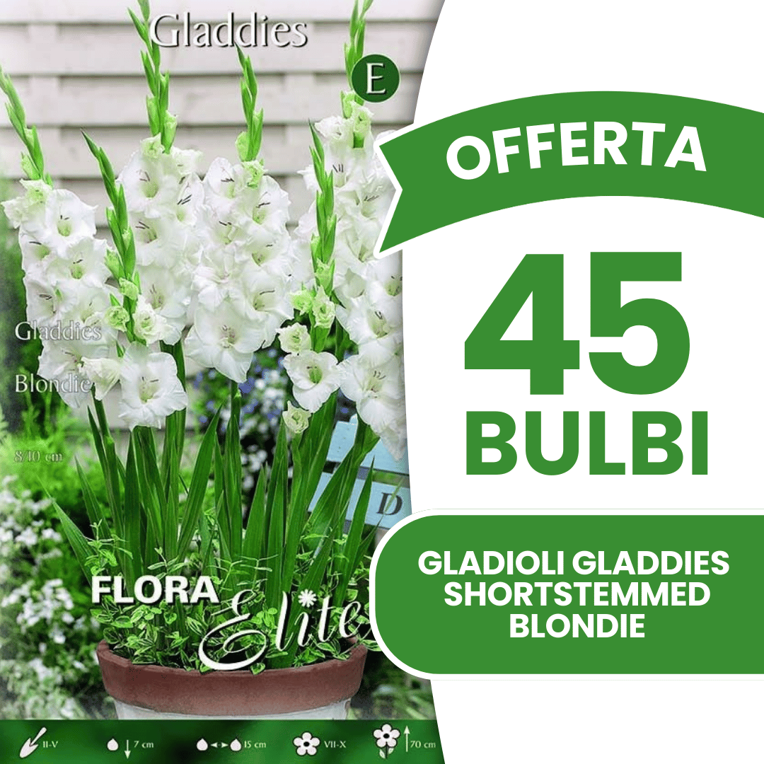 Offre 45 bulbes de glaïeuls Gladdies Blondie