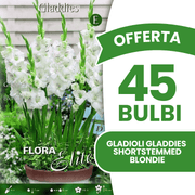Offerta 45 Bulbi Gladioli Gladdies Blondie