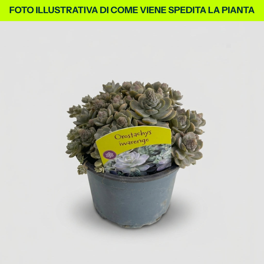 Orostachys in vaso da 13cm