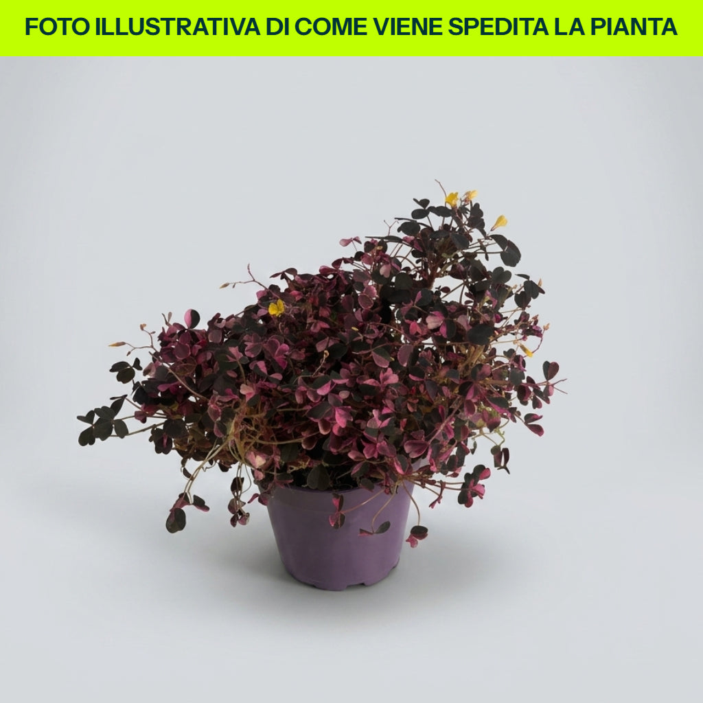 OXALIS CRAZY PINK IN VASO DA 12CM