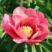 Peonia Old Rose Dandy in vaso da 21cm