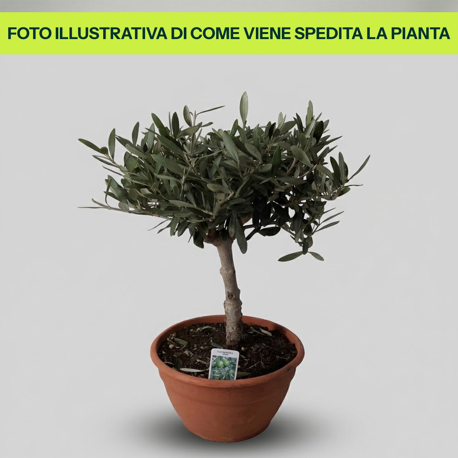 Guzmania Yeltix im 12-cm-Topf