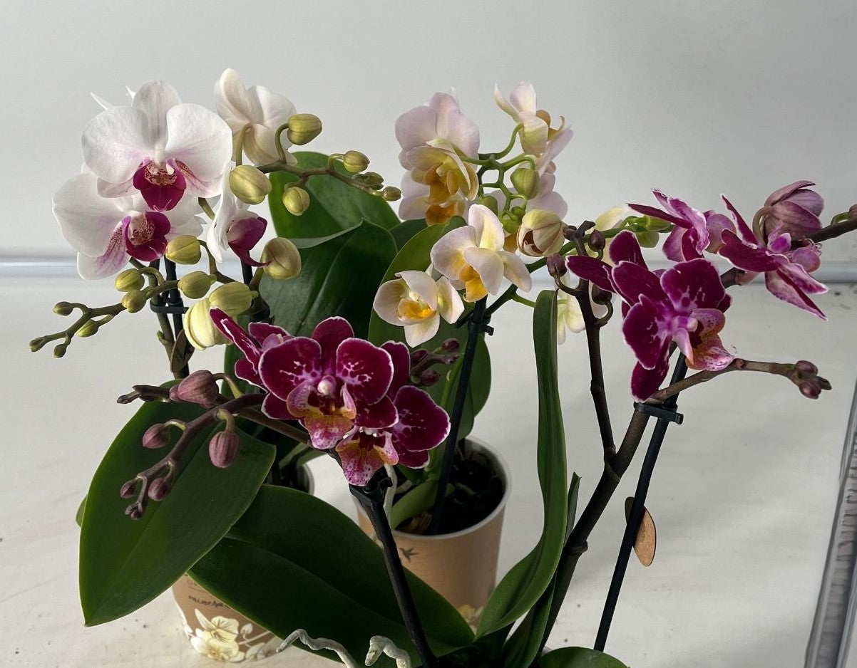 Orchidea Phalaenopsis Kolibrie in Vaso da 9cm Colori Assortiti