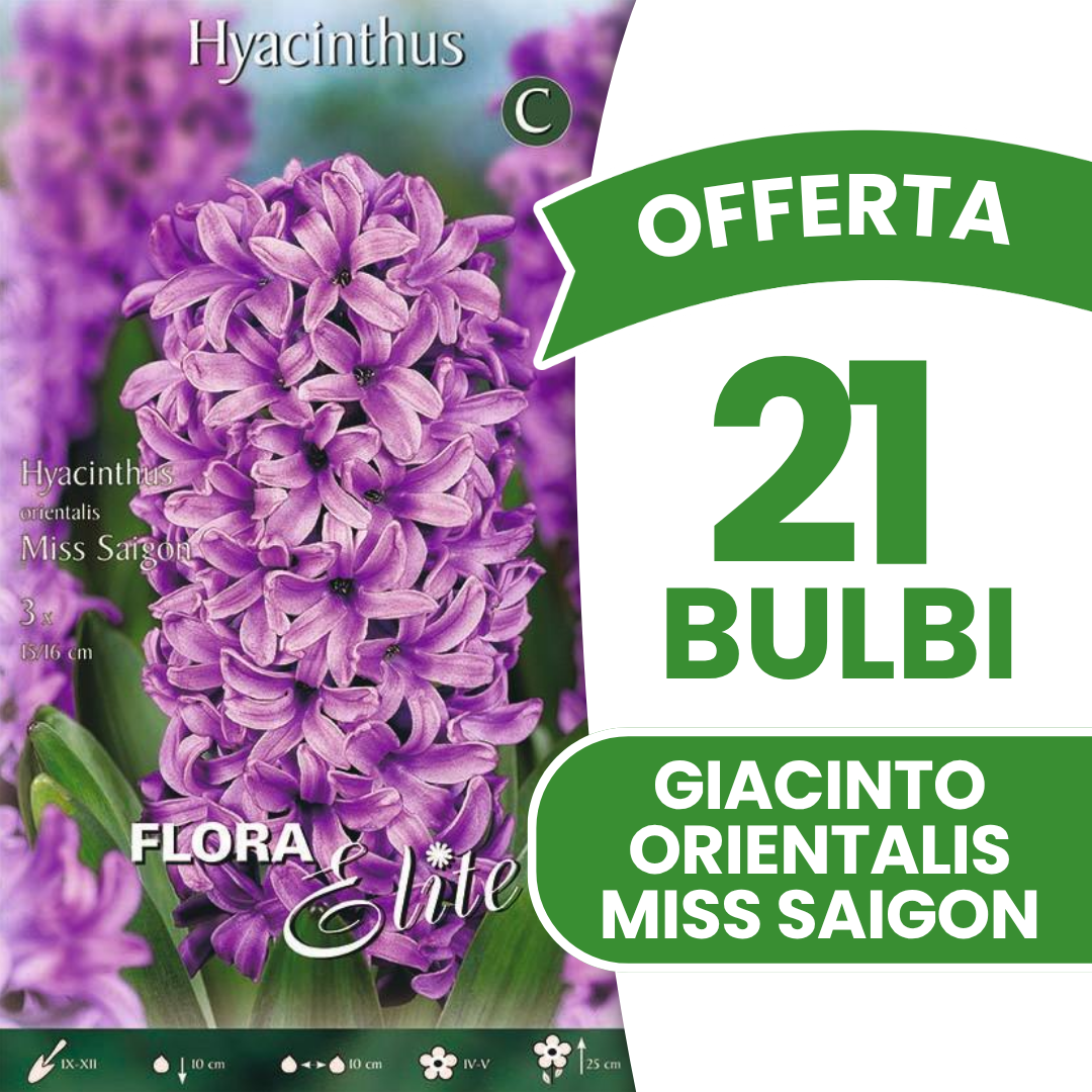 Angebot 21 Hyacinthus orientalis 'Miss Saigon' Blumenzwiebeln