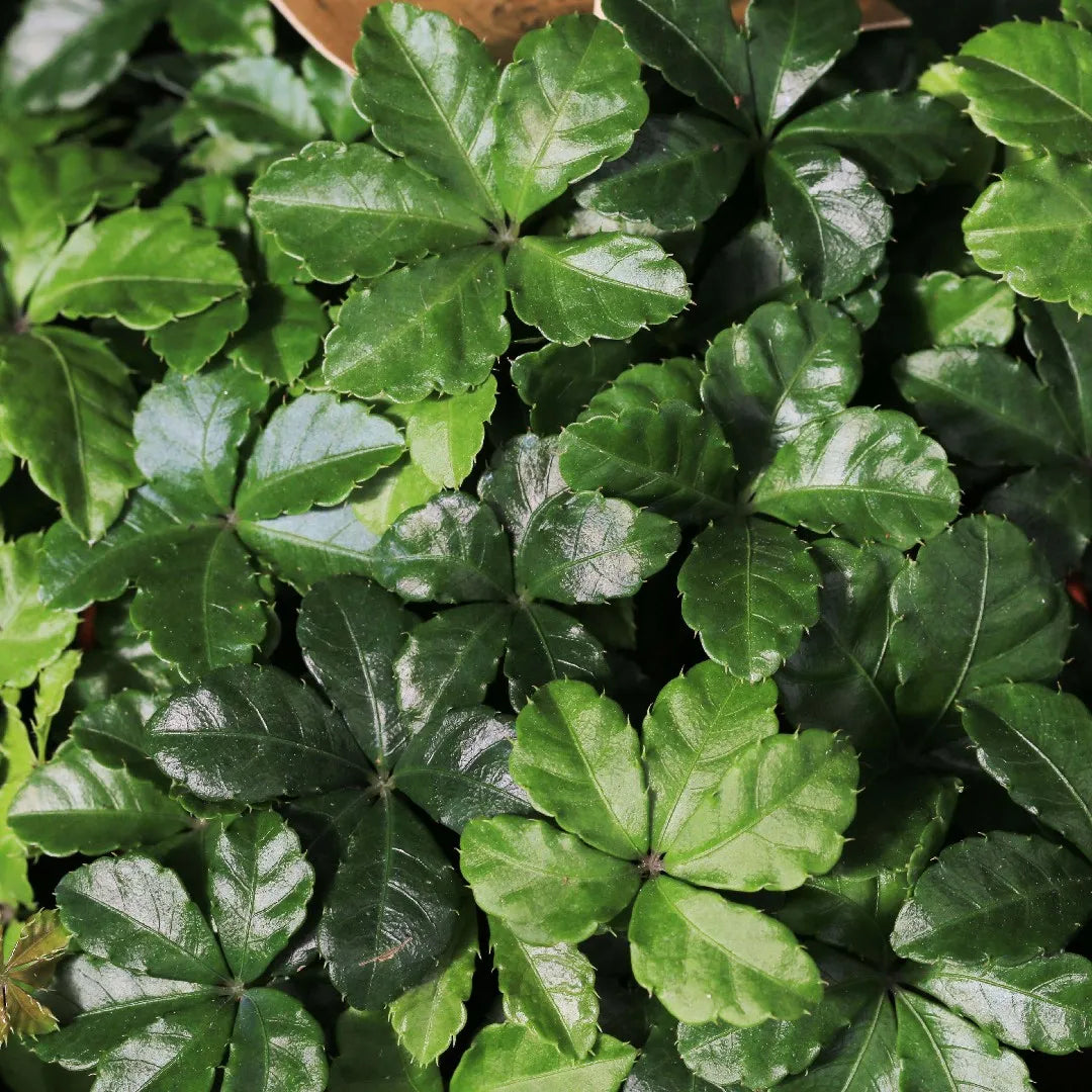 Parthenocissus Striata in vaso da 12cm