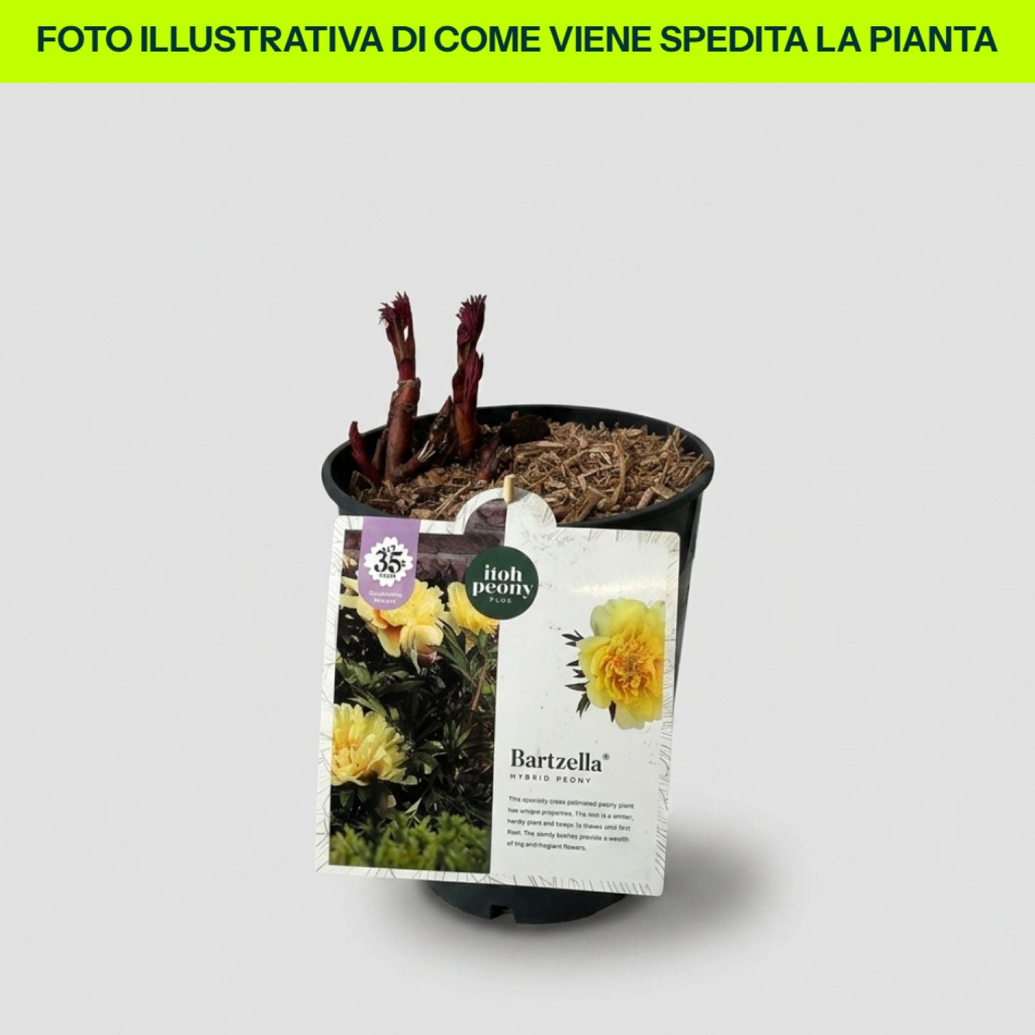 Peonia Bartzella in vaso da 21cm
