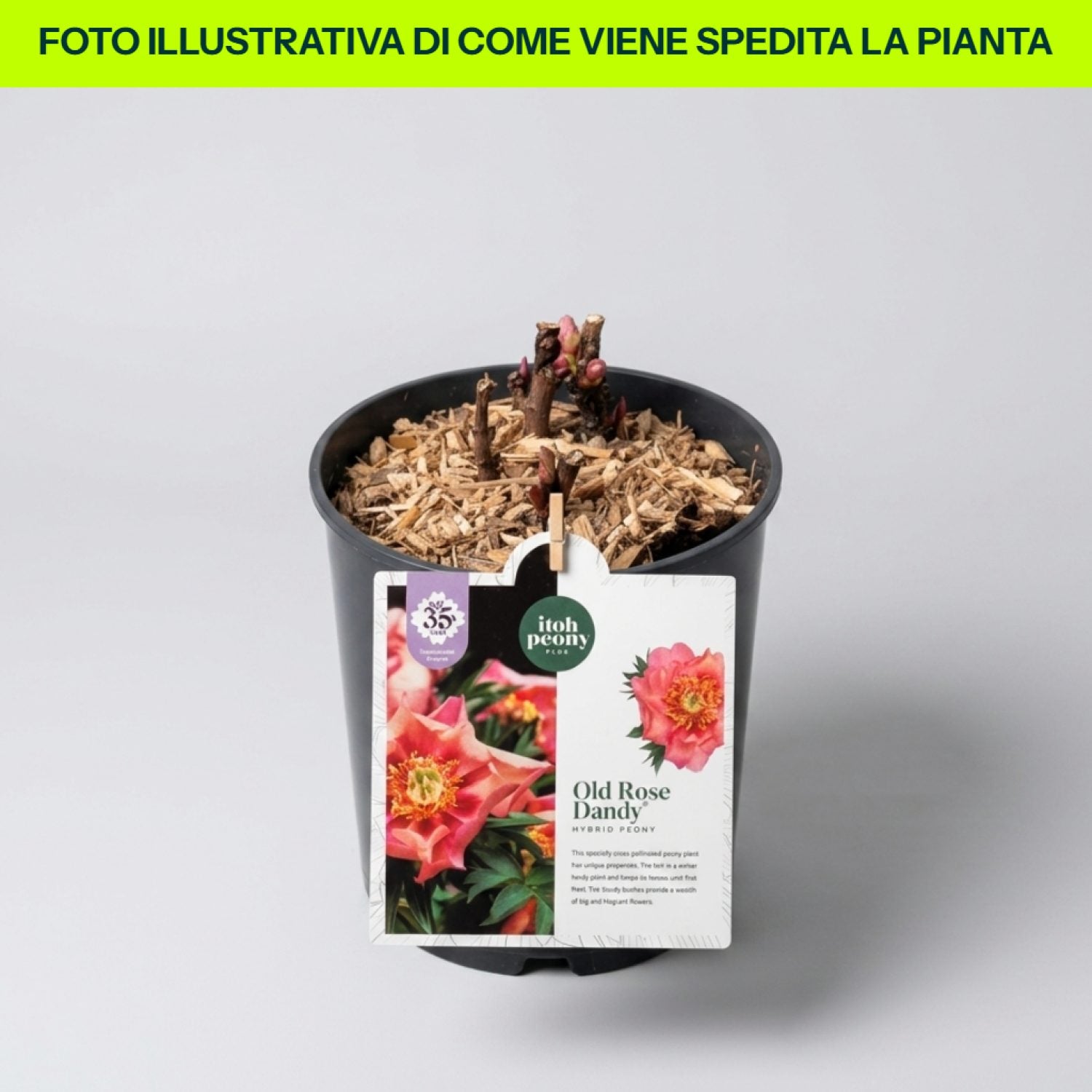Peonia Old Rose Dandy in vaso da 21cm