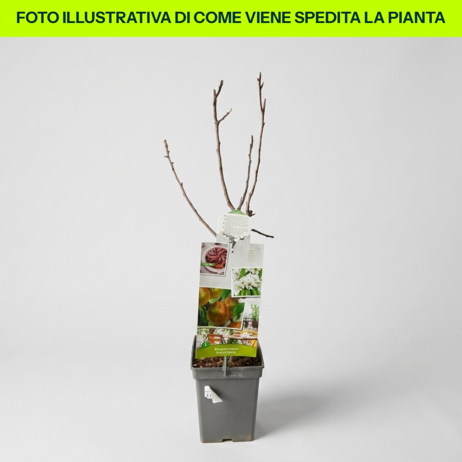 Pera Nana Beurre Hardy in vaso da 18cm