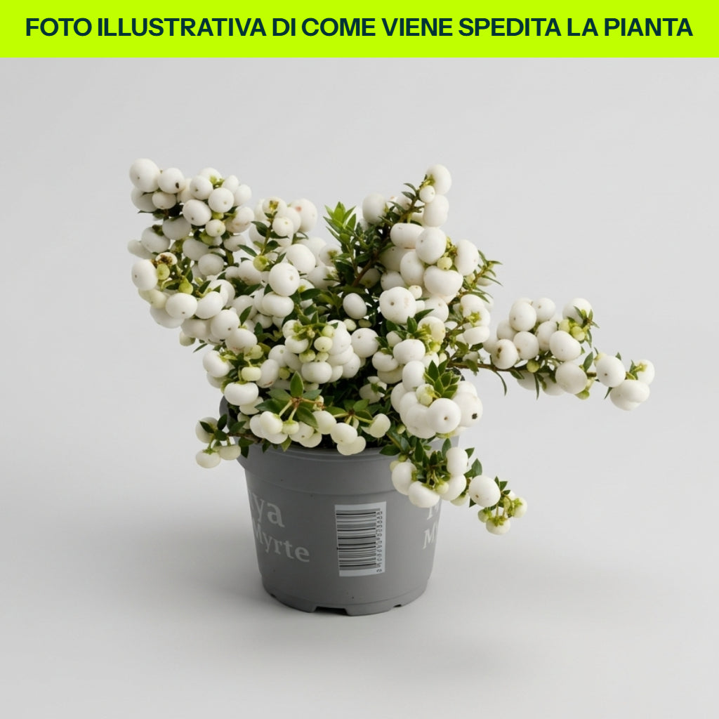 ROTE GAULTHERIA PERNETTYA 11CM TOPF
