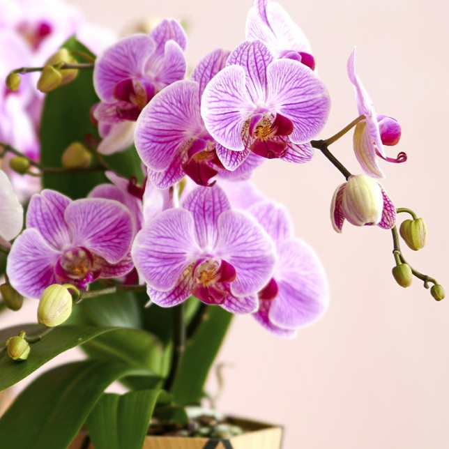 Orchidée Phalaenopsis tablo rose à 2 branches, vase de 12 cm
