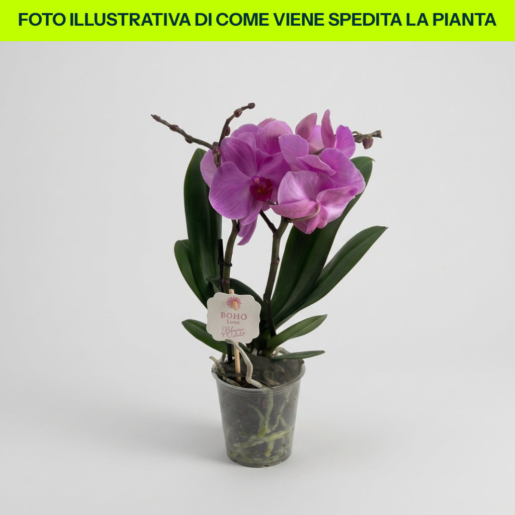 Orchidée Phalaenopsis tablo rose à 2 branches, vase de 12 cm