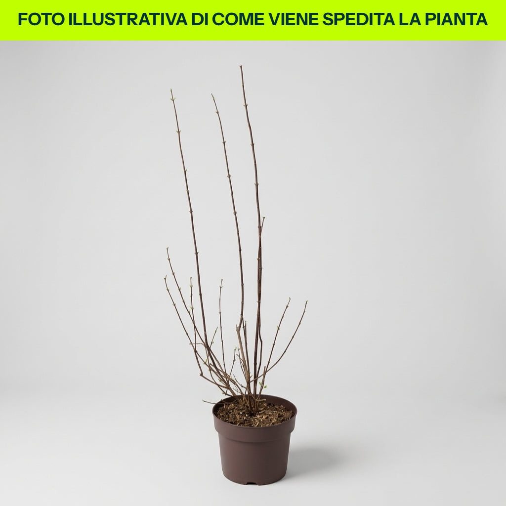 Guzmania Yeltix en pot de 12 cm