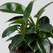 Philodendron Birkin in vaso da 17cm