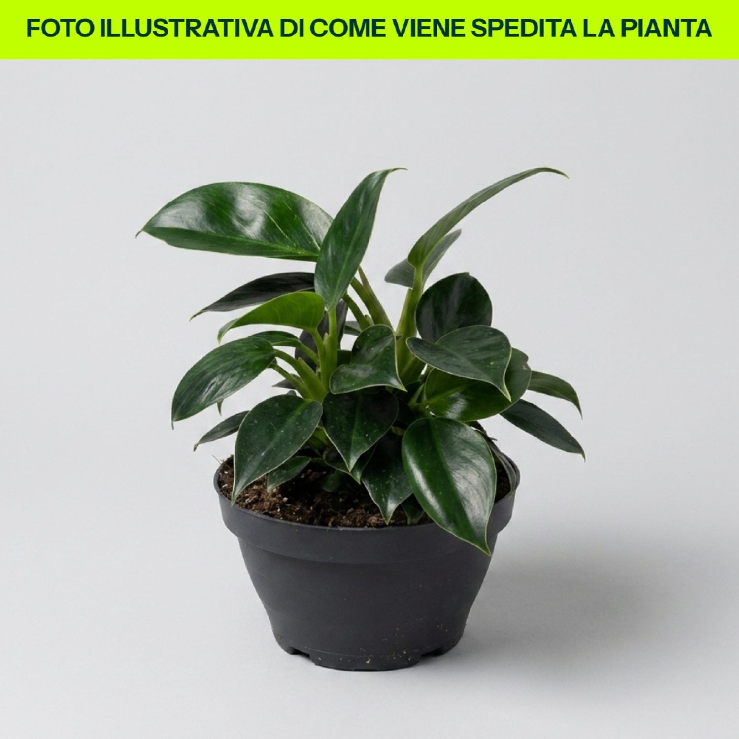 Philodendron Birkin in vaso da 17cm