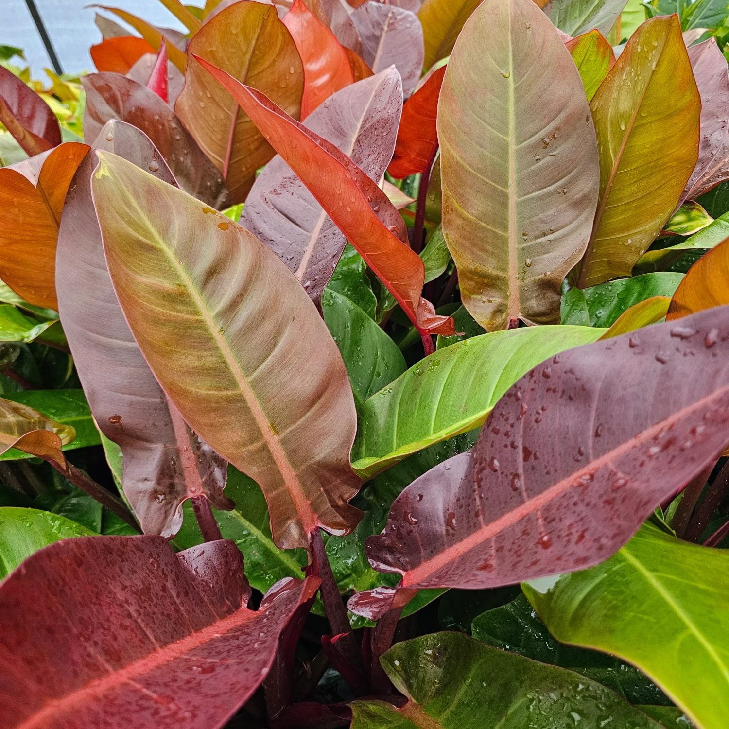 Philodendron Red Sun in vaso da 17cm