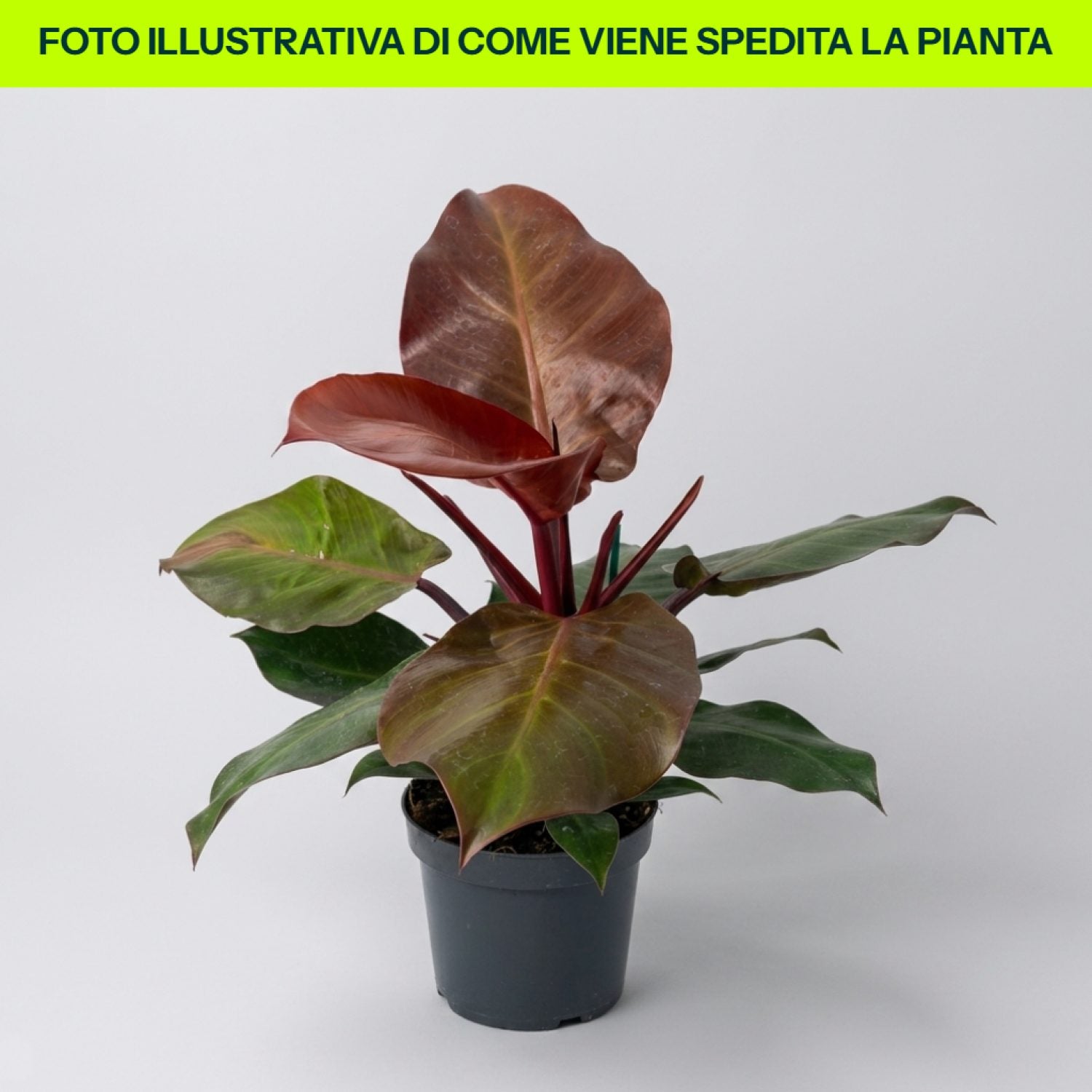 Philodendron Red Sun in vaso da 17cm