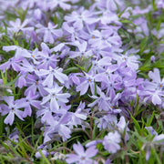 PHLOX SUBULATA KYMONO 13CM TOPF