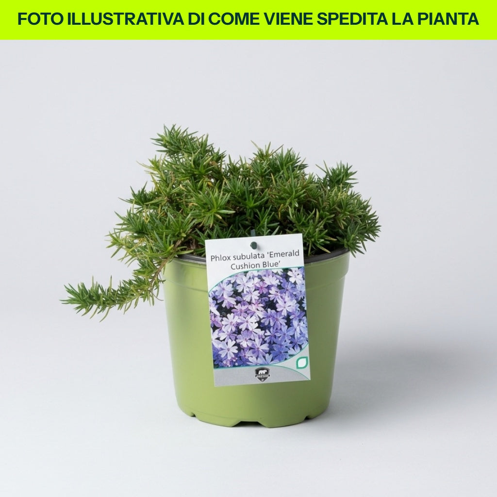 PHLOX SUBULATA KYMONO 13CM TOPF