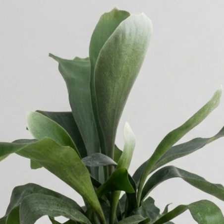 Vase Platycerium bifurcatum 17 cm
