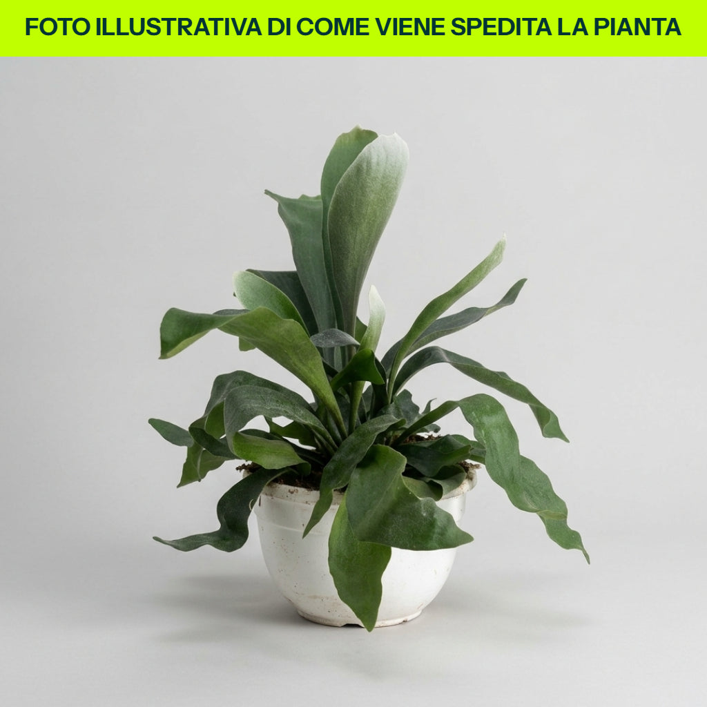Vase Platycerium bifurcatum 17 cm