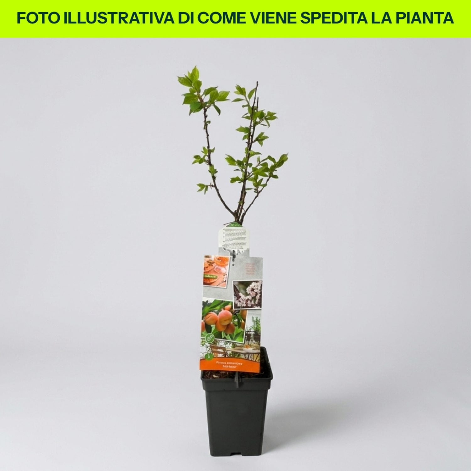 Prunus Armeniaca Albicocco in vaso da 18cm
