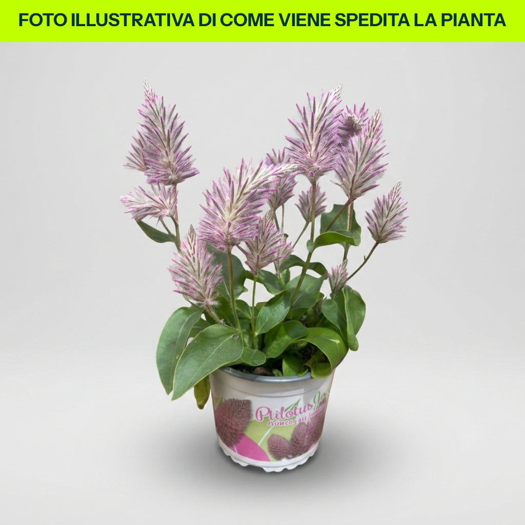Ptilotus Exaltatus Joey in vaso da 13cm