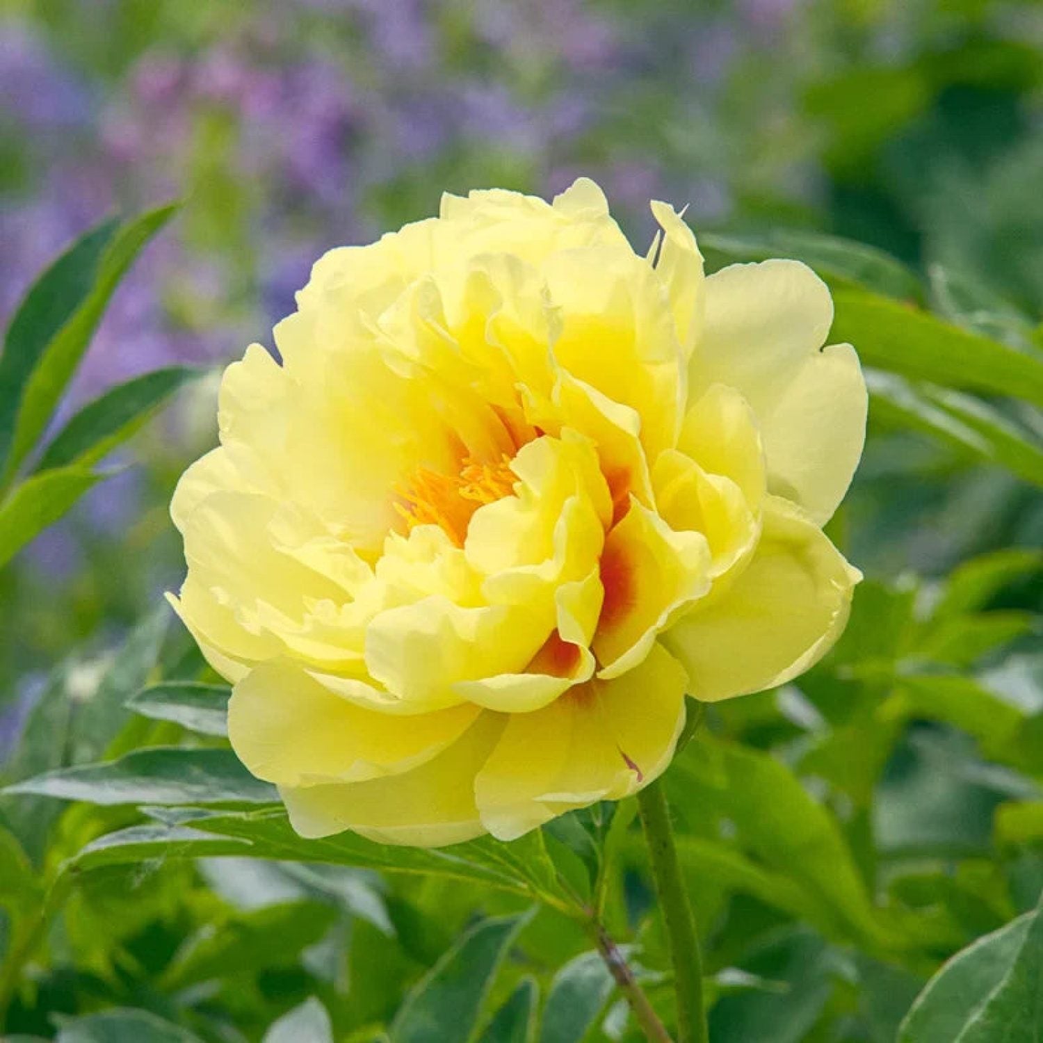 Peonia Bartzella in vaso da 21cm