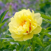 Peonia Bartzella in vaso da 21cm