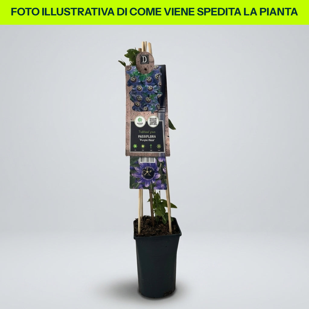 Guzmania Yeltix im 12-cm-Topf