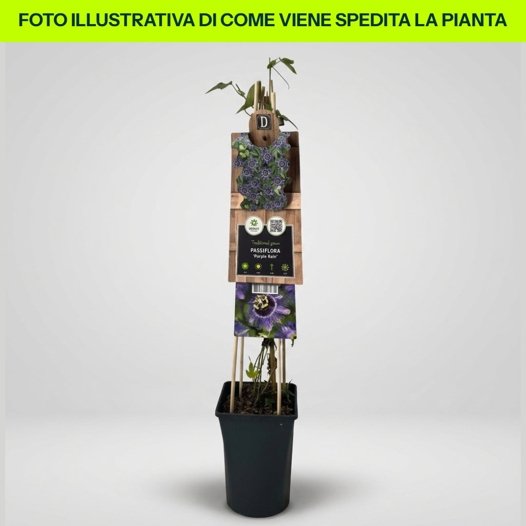 Passiflora Purple Rain in Vaso da 17cm