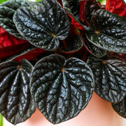 Guzmania Yeltix en pot de 12 cm