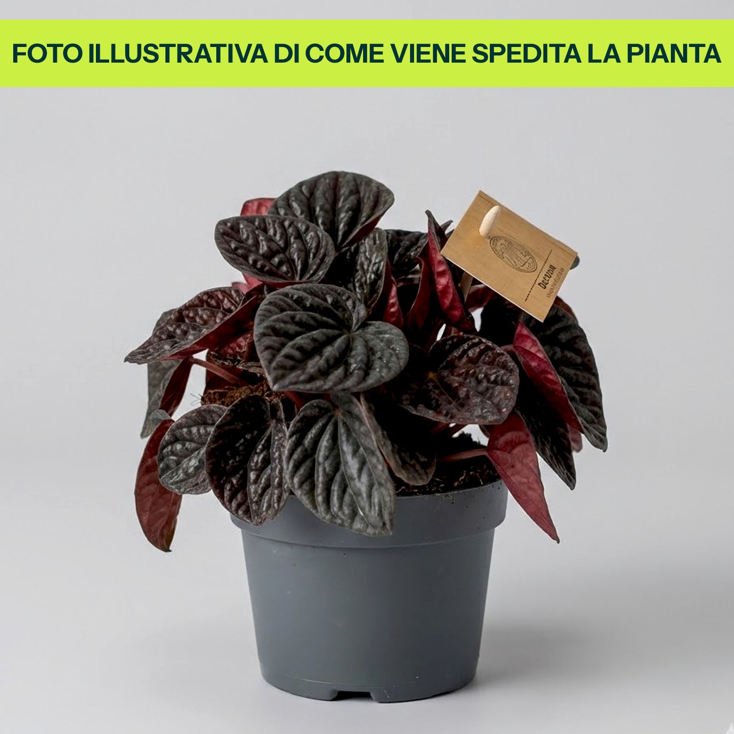 Guzmania Yeltix en pot de 12 cm