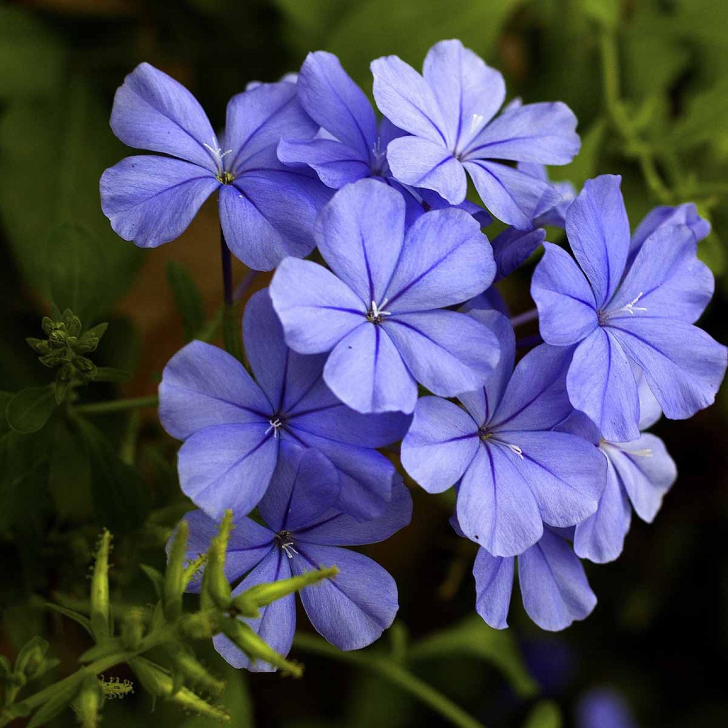 Plumbago su graticola in vaso da 15cm