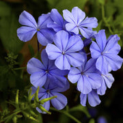 Plumbago su graticola in vaso da 15cm
