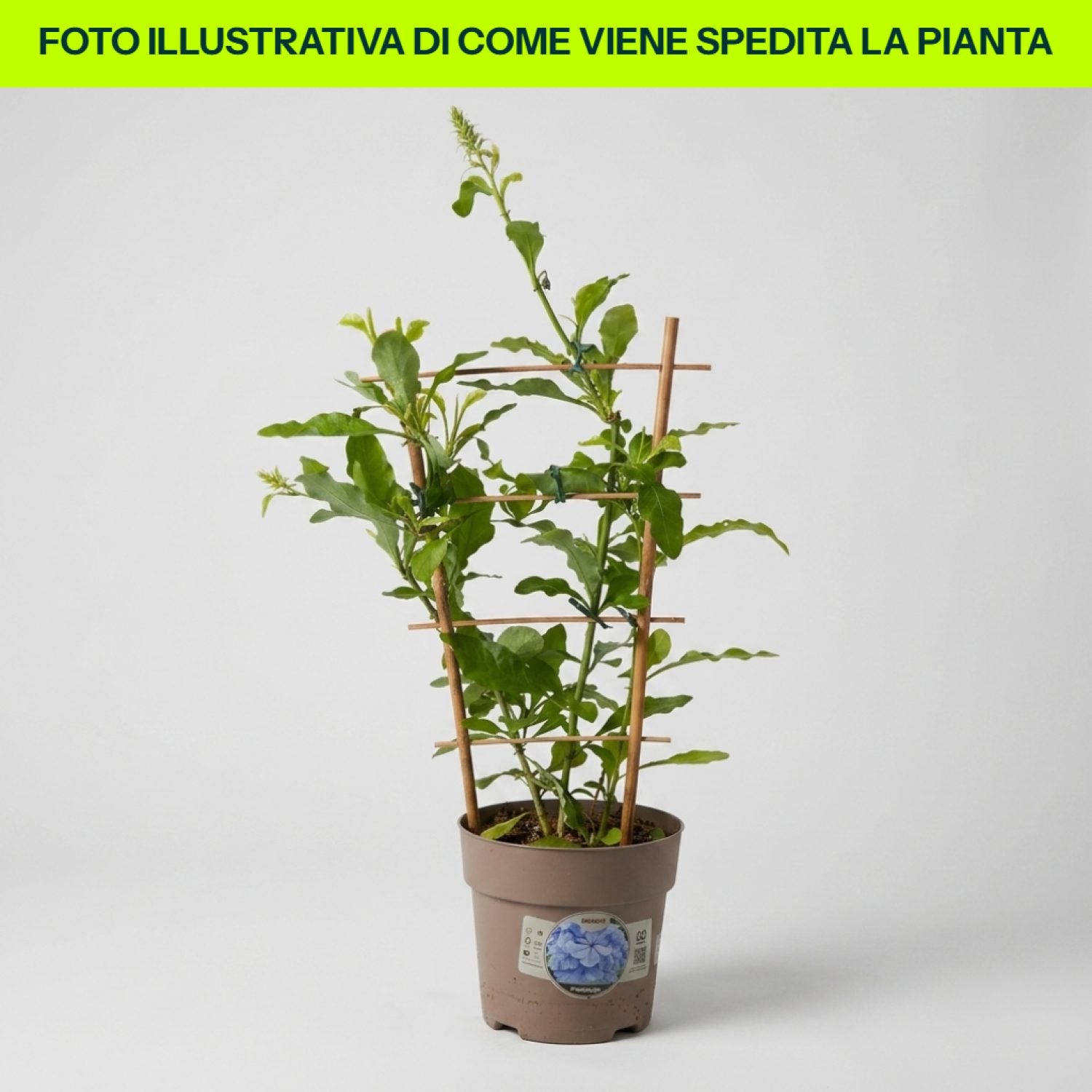 Plumbago su graticola in vaso da 15cm