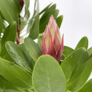 Guzmania Yeltix en pot de 12 cm