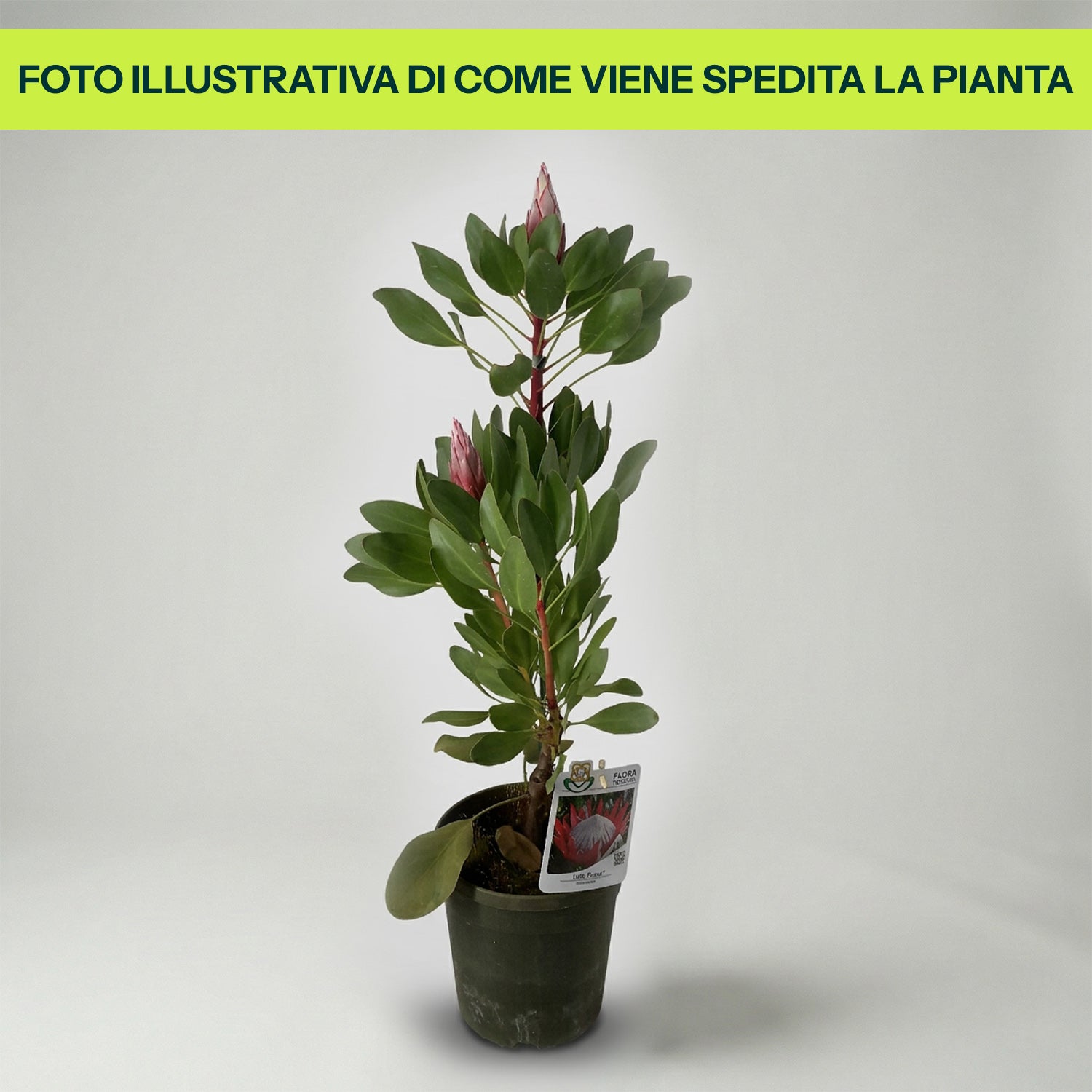 Guzmania Yeltix en pot de 12 cm