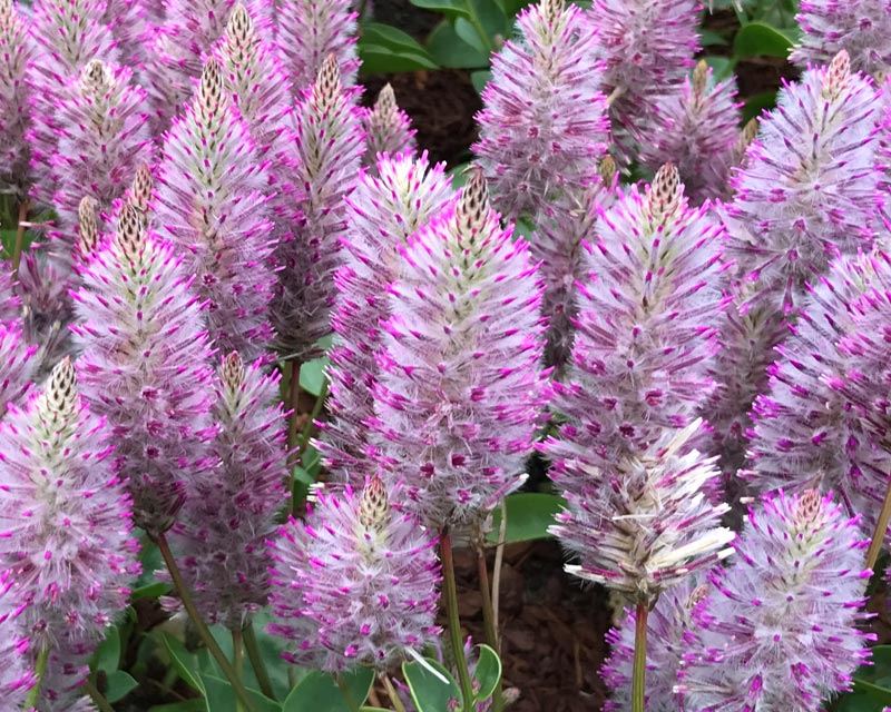 Ptilotus Exaltatus Joey in vaso da 13cm