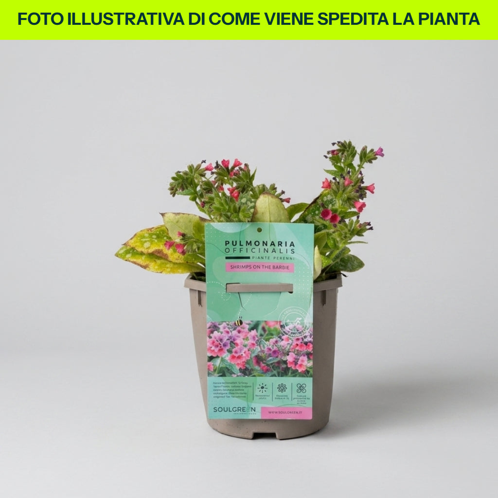 Guzmania Yeltix im 12-cm-Topf