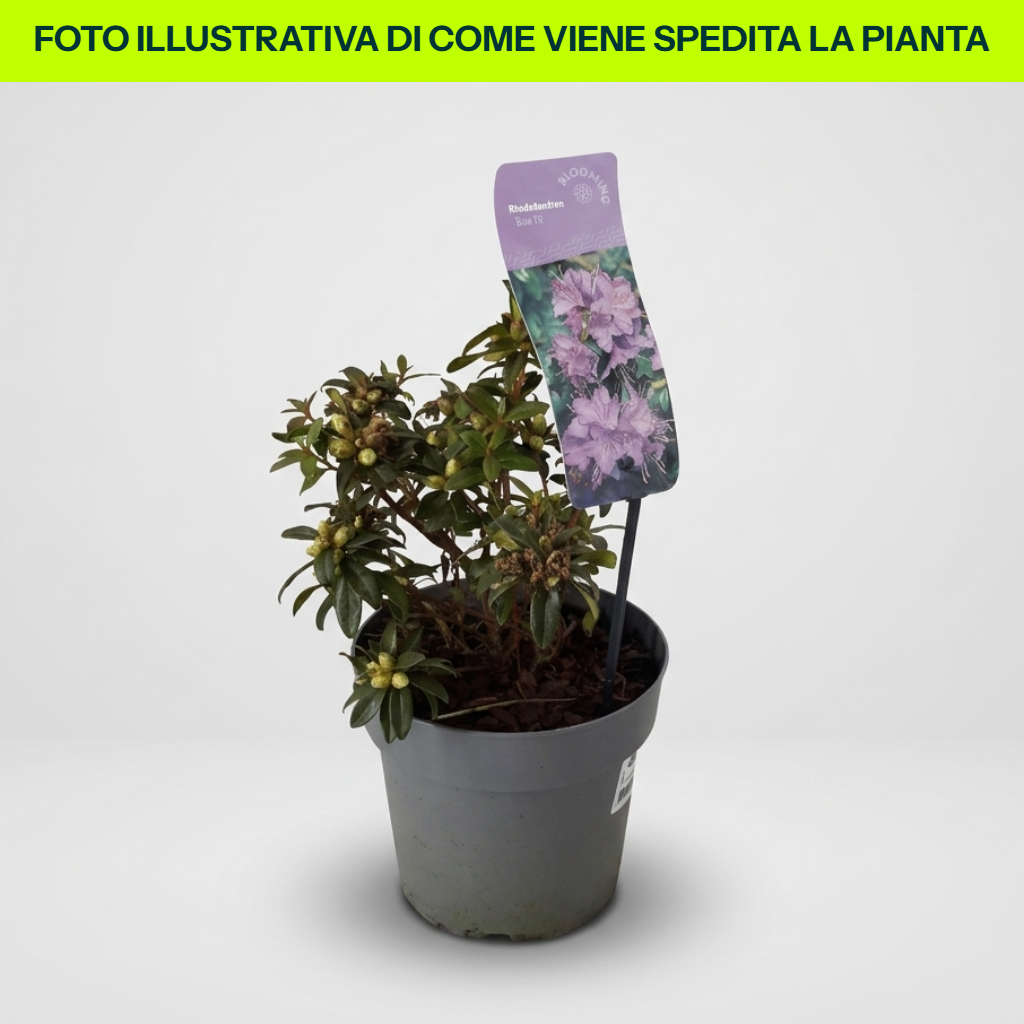 Guzmania Yeltix im 12-cm-Topf