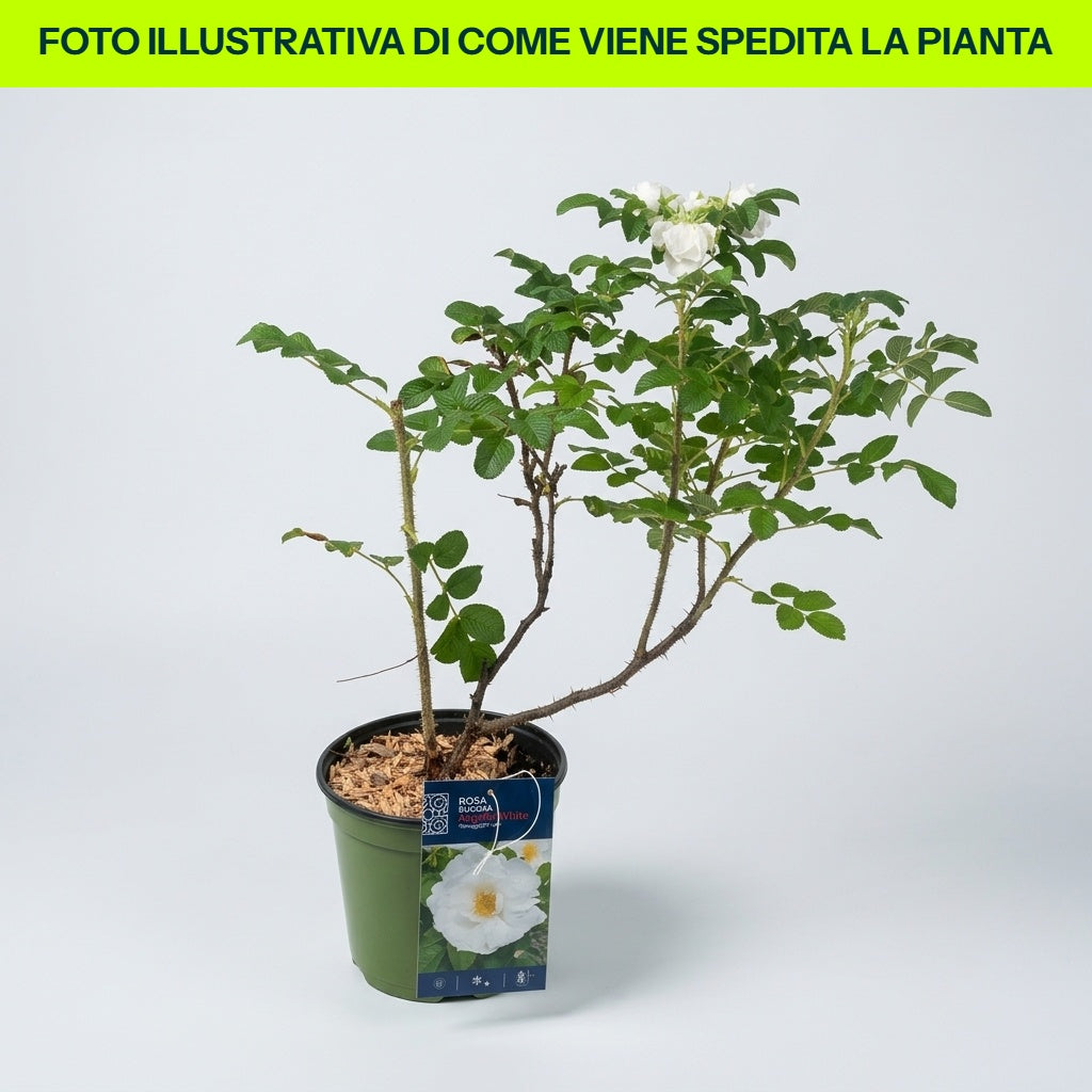 Rosa Rugosa Angelia Bianca in vaso da 18cm