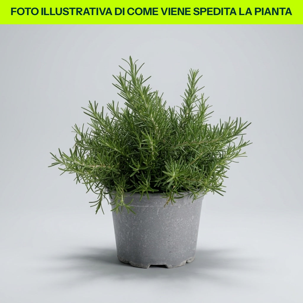 ROSMARIN PROSTRATUM STRICIANTE IM 18-CM-TOPF